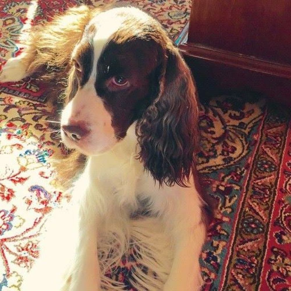 Meet your Posher, Susan